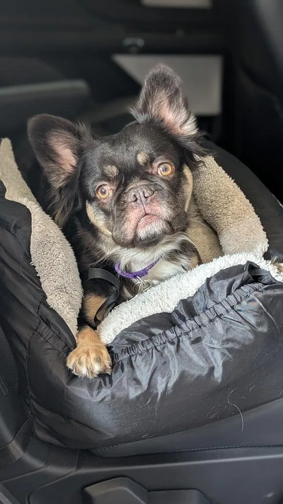 Chocolate thumbnail 4