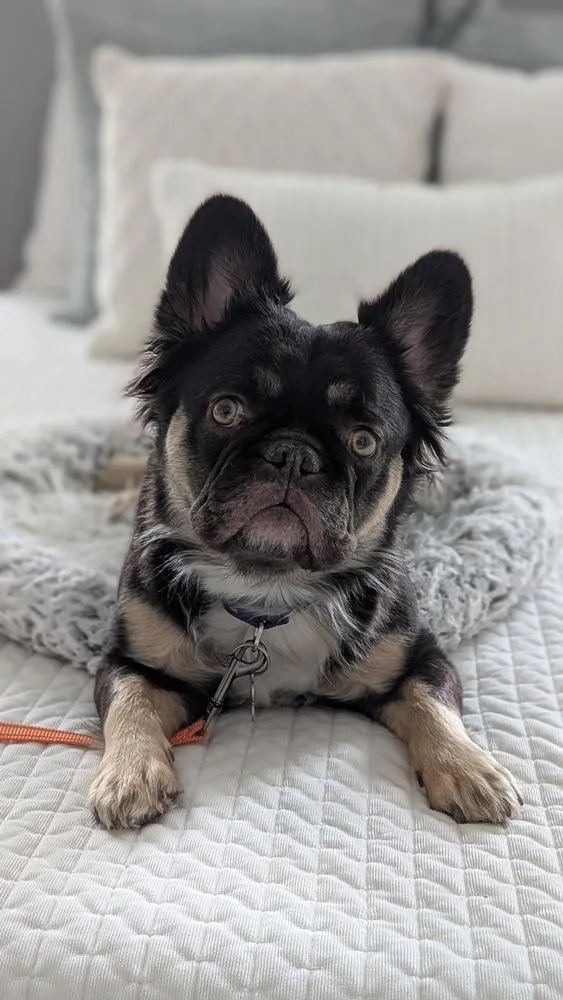 Chocolate thumbnail 5