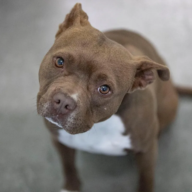 An adult medium-sized female Red / Chestnut / Orange Pit Bull Terrier dog named Izzy for adoption in Peyton, CO