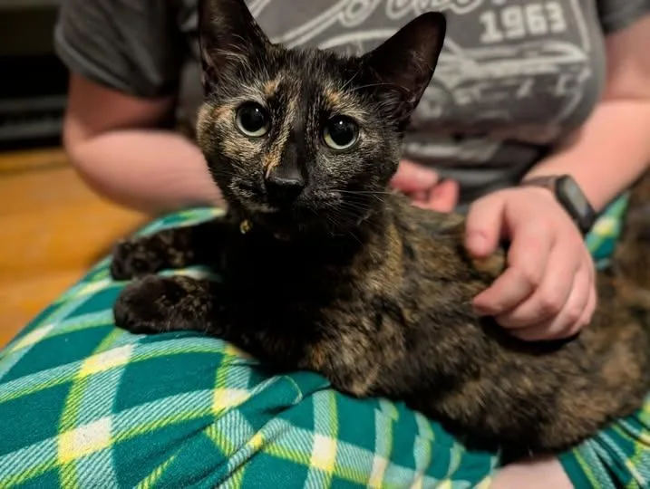 A young small-sized female Domestic Short Hair cat named Claire for adoption in Kettering, OH