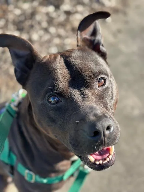 An adult medium-sized male Pit Bull Terrier dog named Shadow for adoption in Charlotte, NC