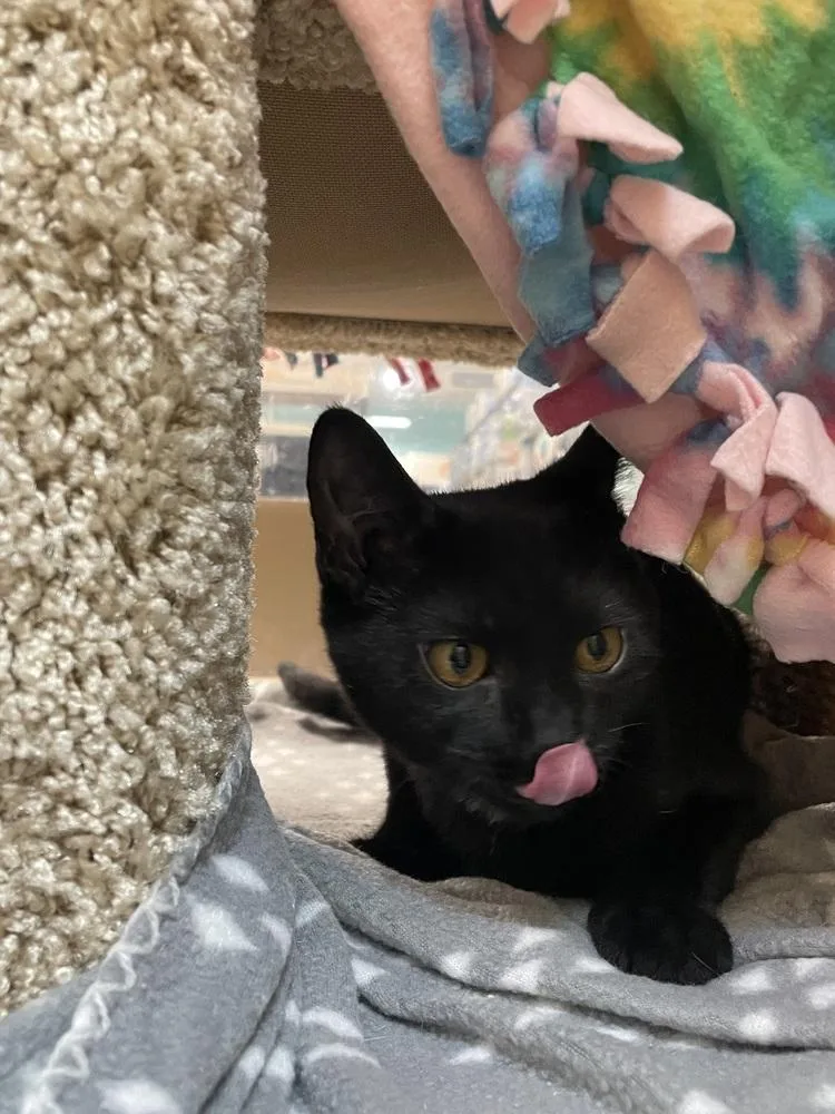 A baby small-sized male Black Domestic Short Hair cat named Buffoon for adoption in Metamora, IL