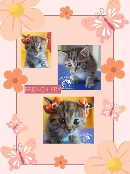A baby small-sized female Domestic Medium Hair cat named French Fry for adoption in Kenansville, NC