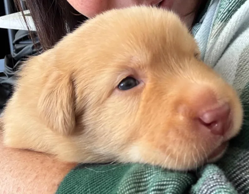 Nugget