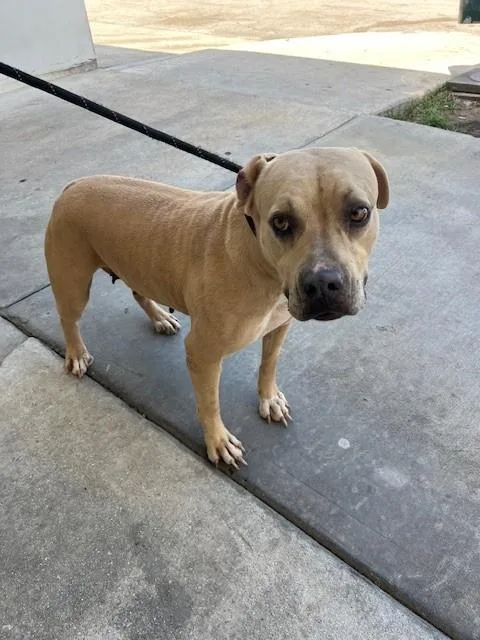 Lucy