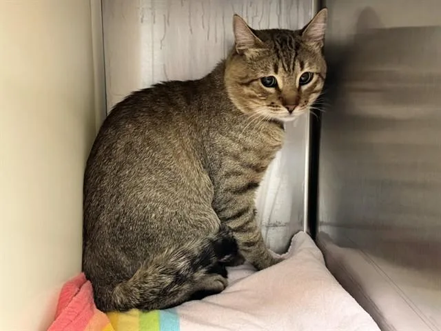 A young large-sized male Domestic Short Hair cat named Pablo for adoption in Colorado Springs, CO