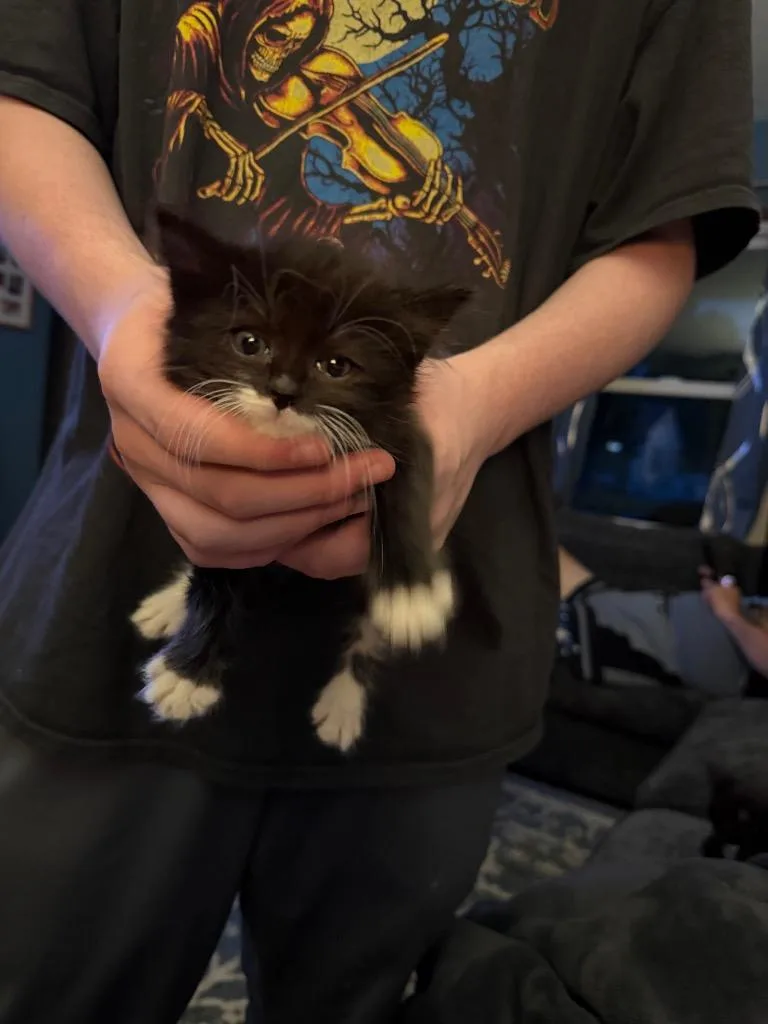 A baby medium-sized male Domestic Short Hair cat named Hamlet for adoption in Pomona, NY