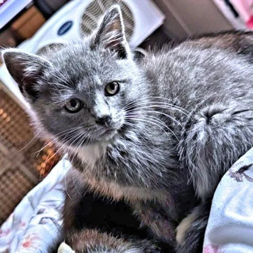 A baby medium-sized female Gray & White Domestic Medium Hair cat named Bubbles for adoption in Rutherfordton, NC