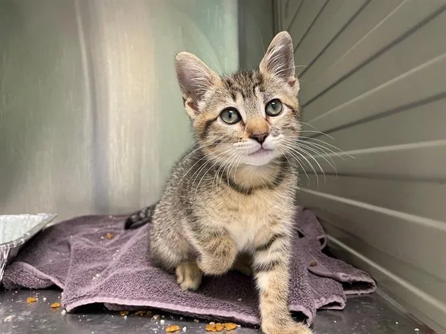 A baby small-sized female Domestic Short Hair cat named Romania for adoption in Tustin, CA