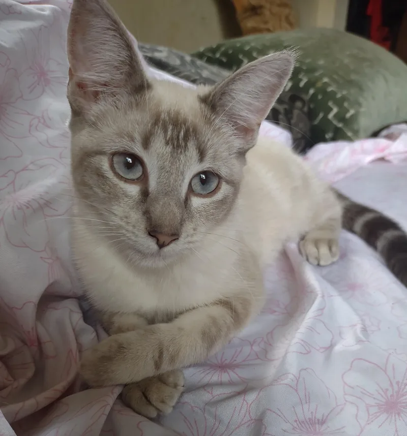 A young medium-sized female Siamese cat named Suzy Q for adoption in La Puente, CA