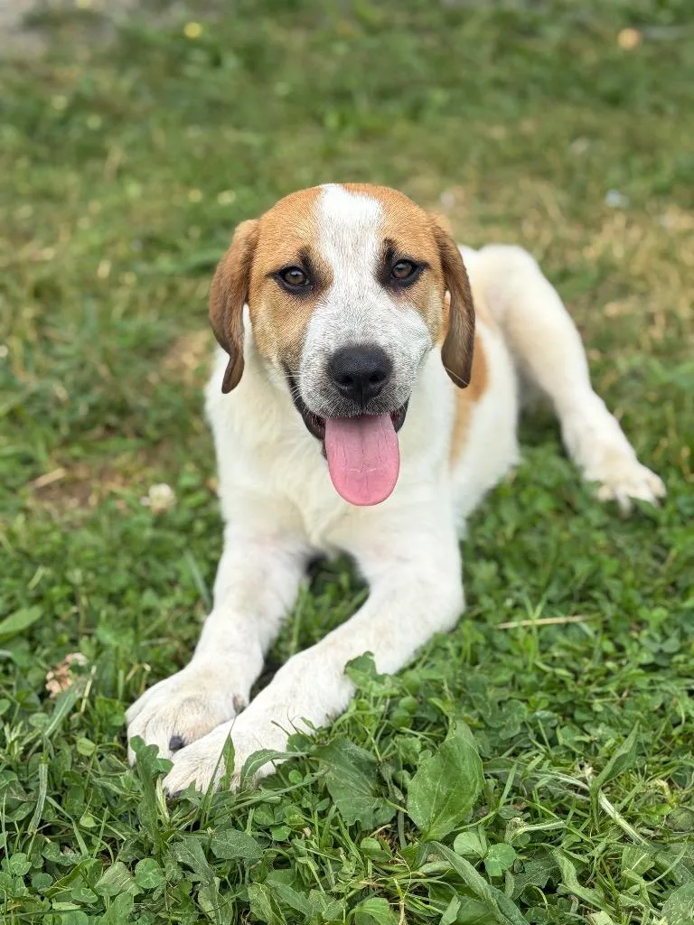 A baby large-sized female Great Pyrenees dog named Miso for adoption in Hudson, NY