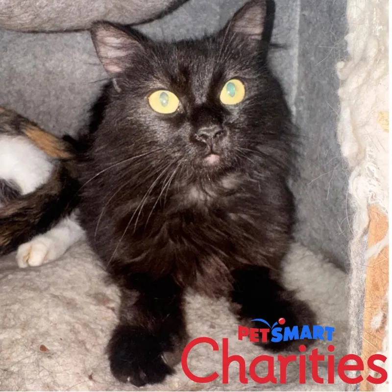 An adult medium-sized female Black Domestic Medium Hair cat named Olive for adoption in St. Helena, CA