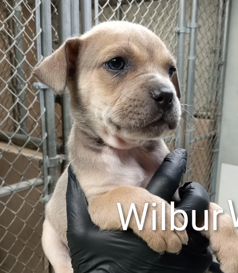 A baby medium-sized male Gray / Blue / Silver Boxer dog named Wilbur for adoption in Maynardville, TN