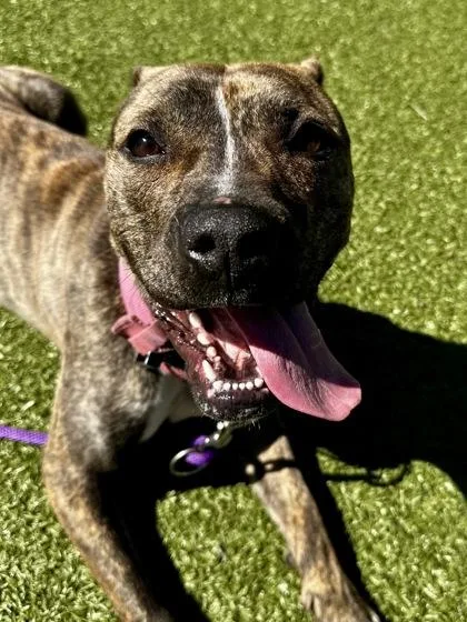 Sweet Pea thumbnail 3