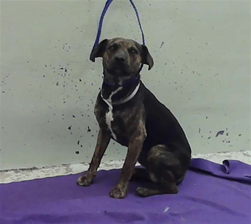 A young medium-sized male Staffordshire Bull Terrier dog named Martin for adoption in Houston, TX