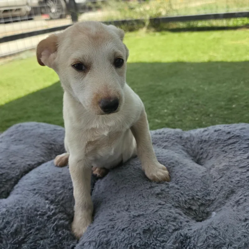 Maisey CI