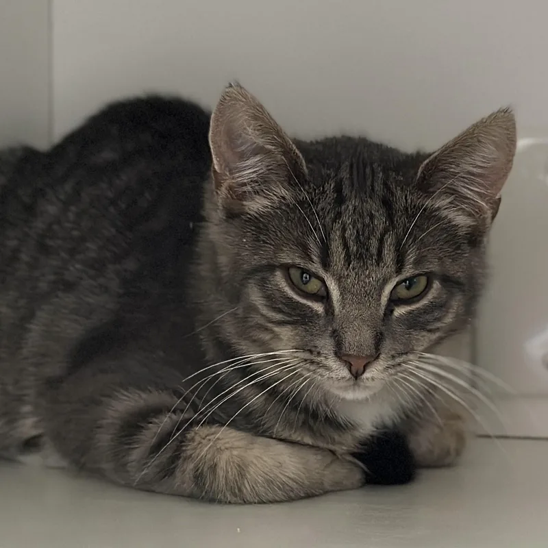 A baby small-sized female Tabby (Brown / Chocolate) Domestic Short Hair cat named Colby for adoption in Victor, NY
