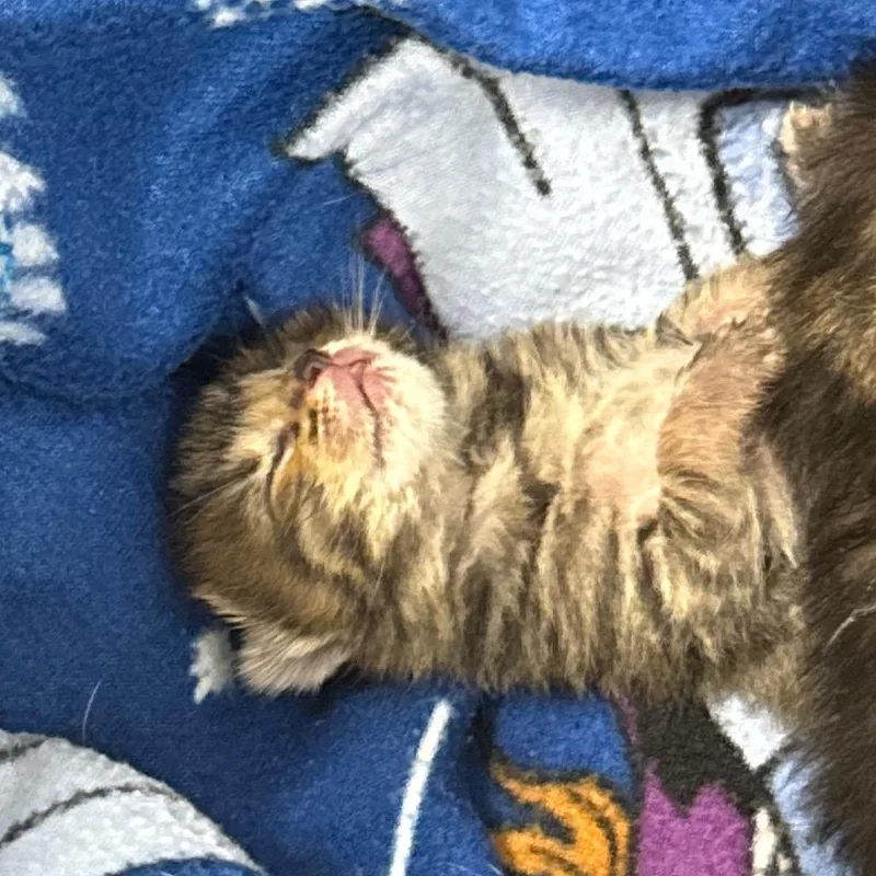 A baby small-sized female Gray / Blue / Silver Domestic Short Hair cat named Tails for adoption in Lake Jackson, TX