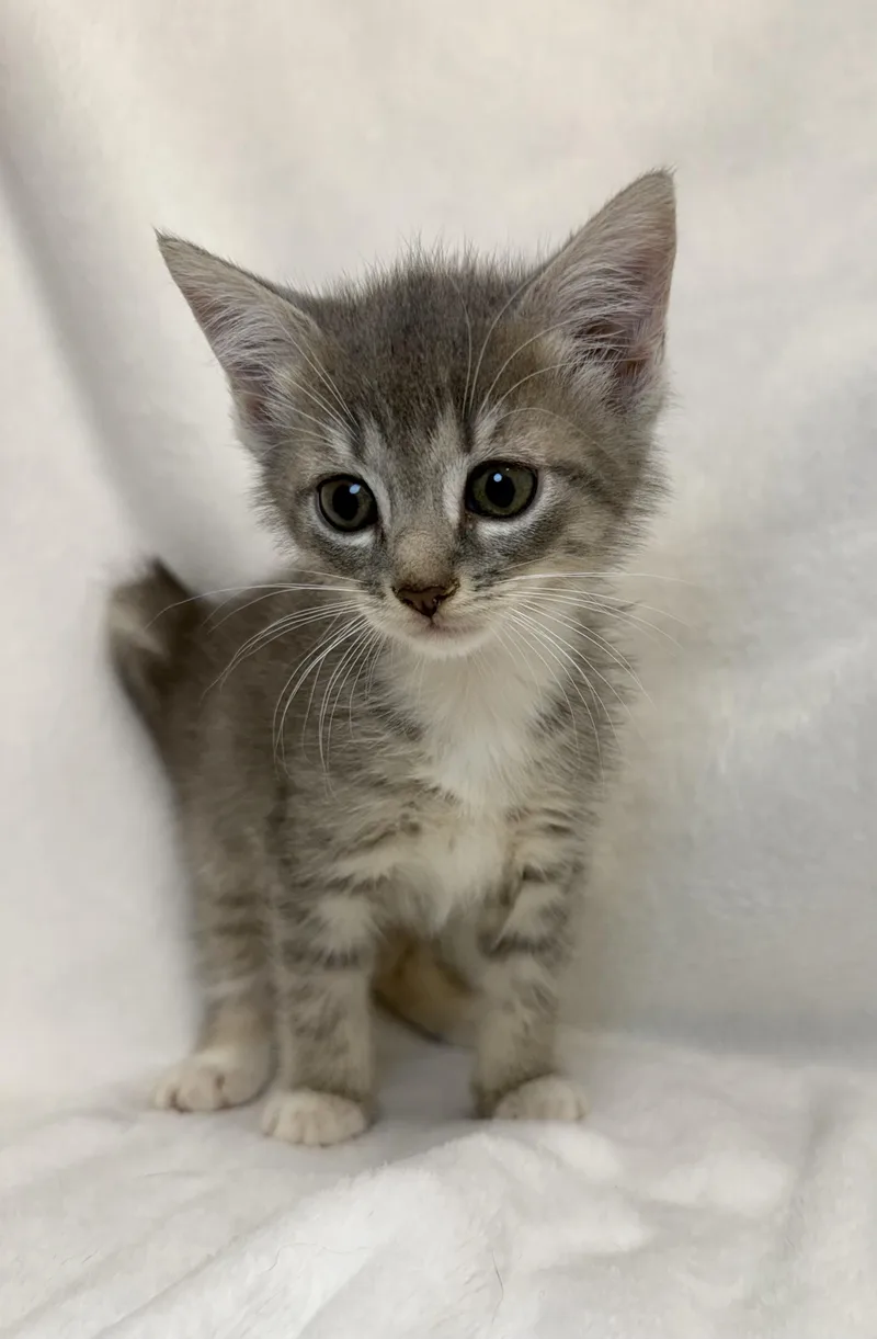 A baby medium-sized female Tabby (Gray / Blue / Silver) Domestic Short Hair cat named Twilight for adoption in Greensboro, NC