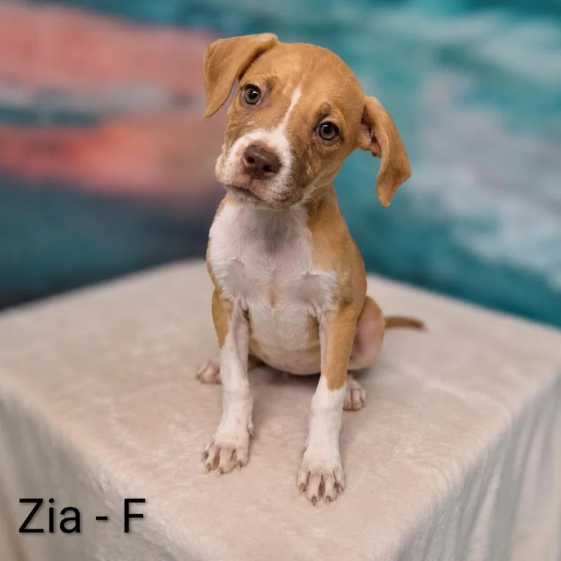 Zia thumbnail 3