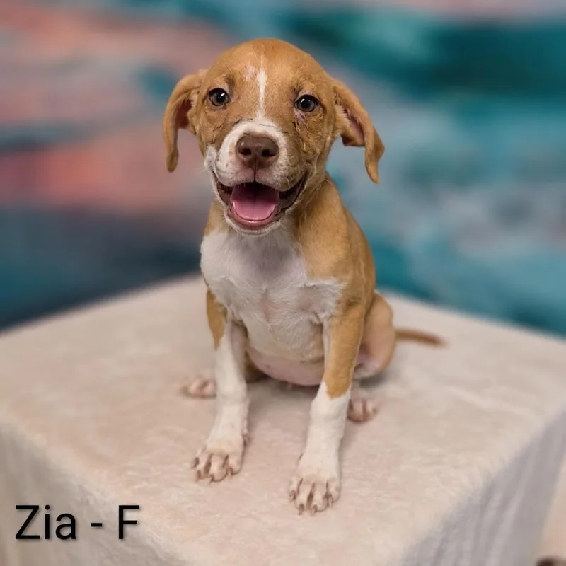 Zia thumbnail 4