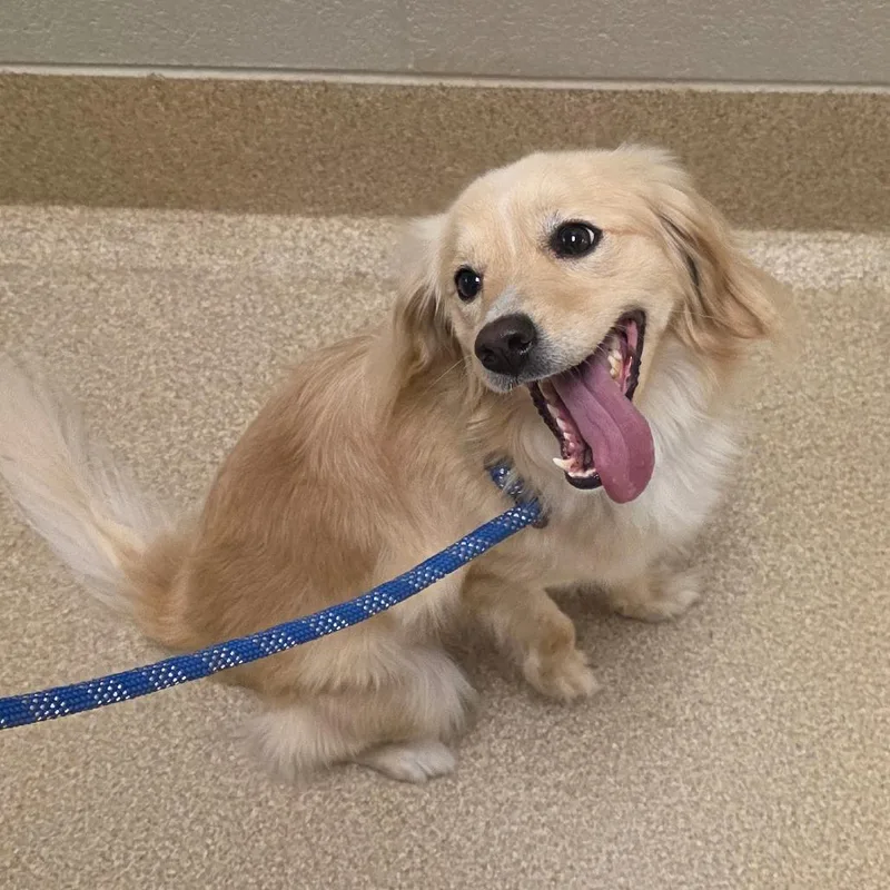 An adult medium-sized female Golden Mixed Breed dog named Kumquat for adoption in Bristol, IN