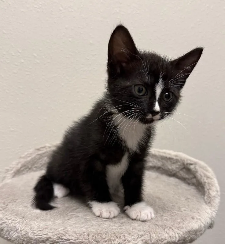 A young medium-sized female Domestic Short Hair cat named Betsy for adoption in Yankton, SD