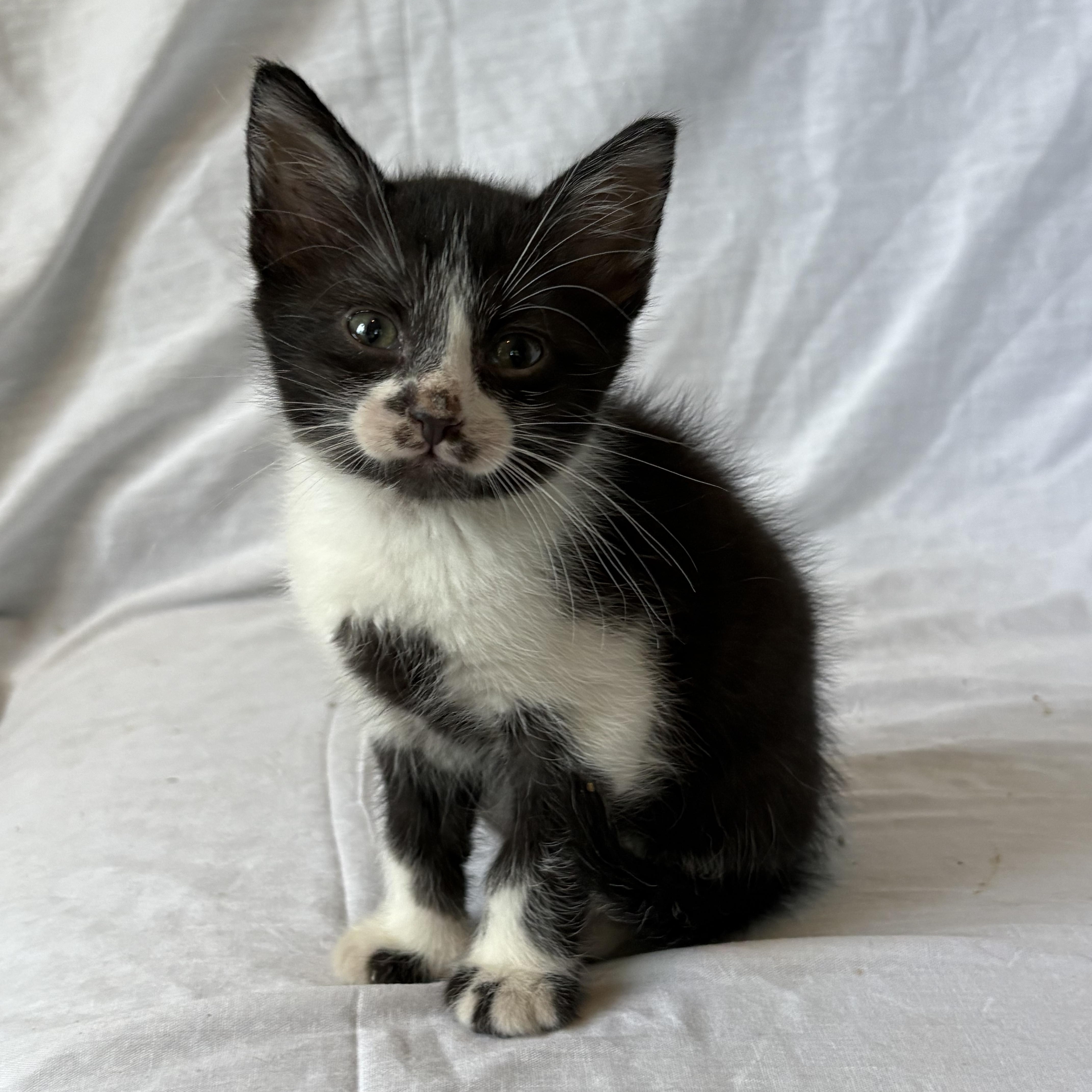 A baby small-sized male Black & White / Tuxedo Domestic Short Hair cat named Silvestre for adoption in Aibonito, PR