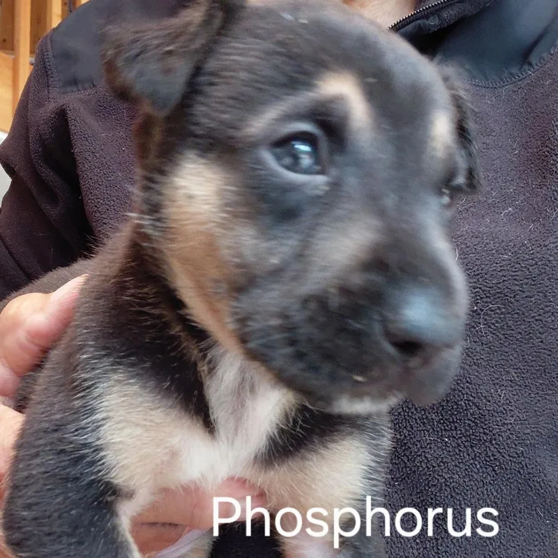 Phosphorus thumbnail 2