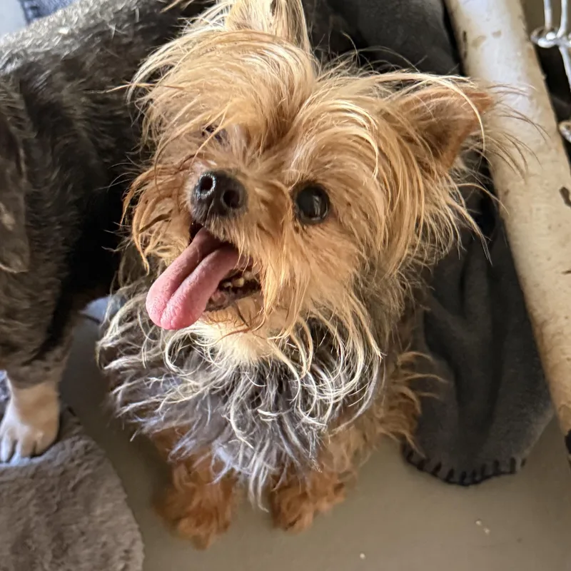A senior small-sized female Yorkshire Terrier dog named Violet for adoption in Blue Springs, MO