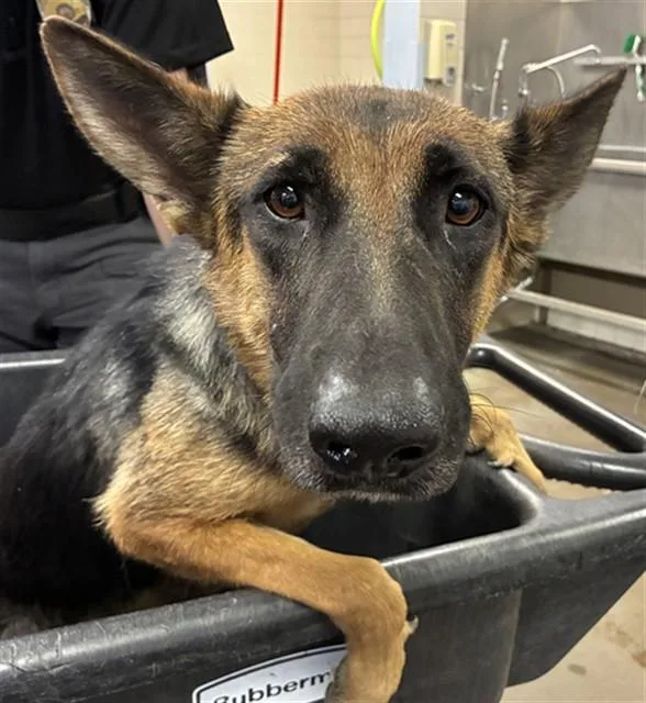 An adult large-sized female German Shepherd Dog dog named Begonia for adoption in Phoenix, AZ