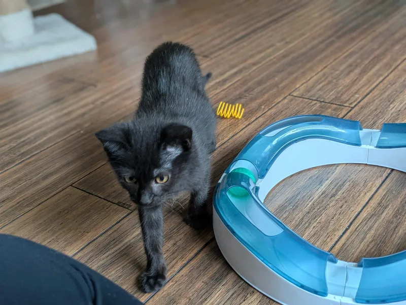 A baby medium-sized female Black Domestic Short Hair cat named Ladybug And Bumblebee for adoption in Seattle, WA
