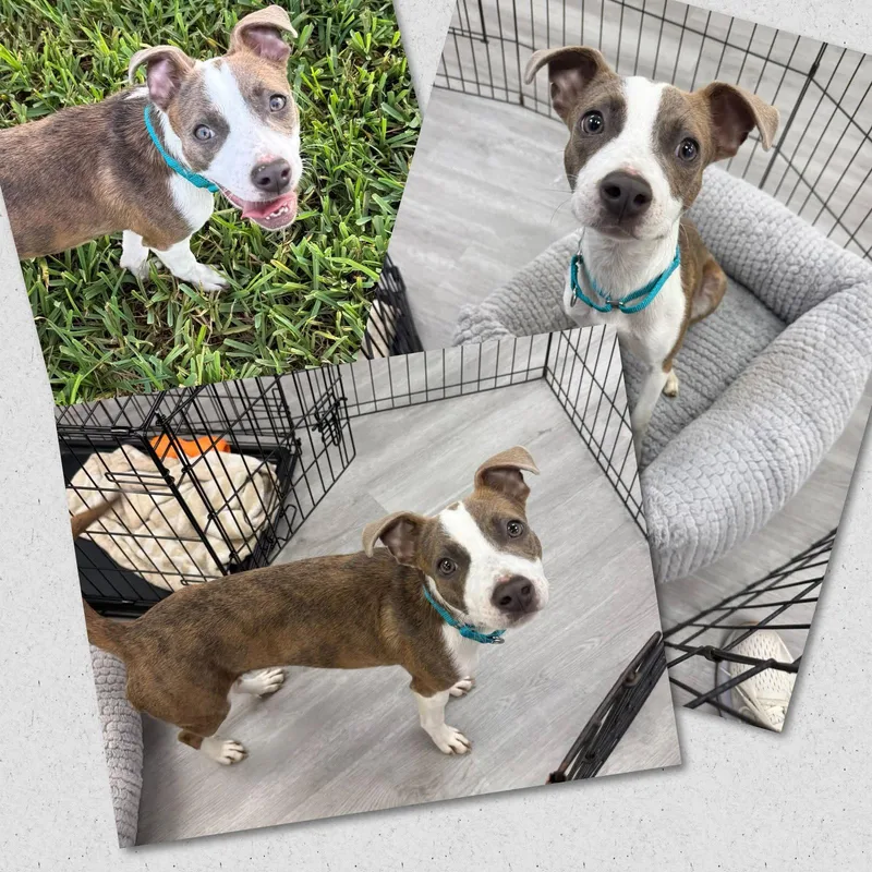 A young medium-sized female Mixed Breed dog named Lovebug for adoption in Naples, FL