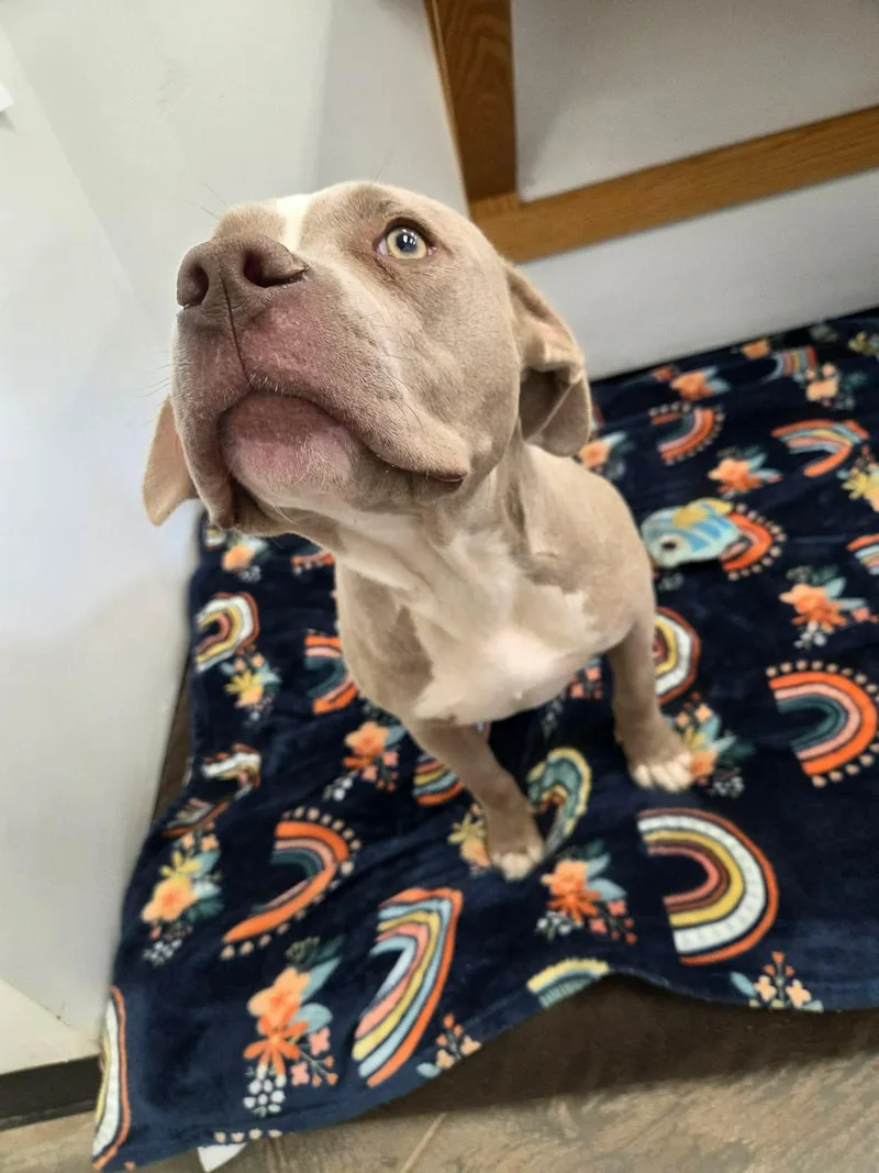 An adult large-sized female Yellow / Tan / Blond / Fawn Pit Bull Terrier dog named Lavender for adoption in Roosevelt, UT