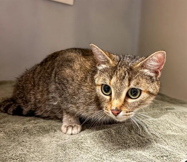 A young medium-sized female Domestic Short Hair cat named Viola for adoption in Statesville, NC