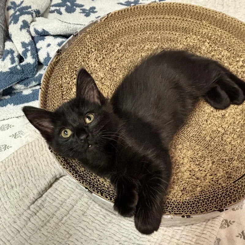 A baby small-sized male Black Domestic Short Hair cat named Sooty for adoption in Wichita, KS