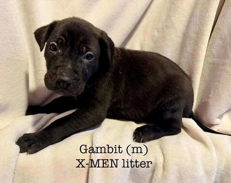 Gambit