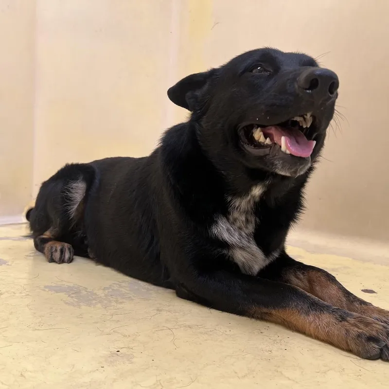 An adult medium-sized male Black Shepherd dog named Caspian for adoption in San Gabriel, CA