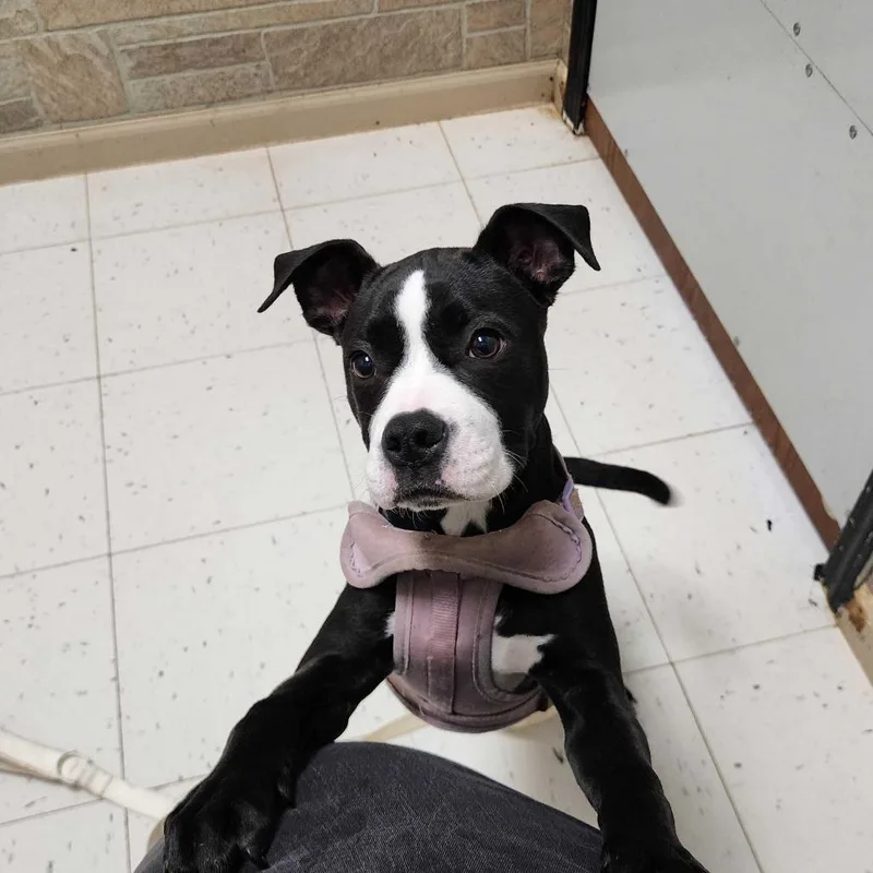 A baby small-sized female Black Mixed Breed dog named Lottie for adoption in Davenport, IA