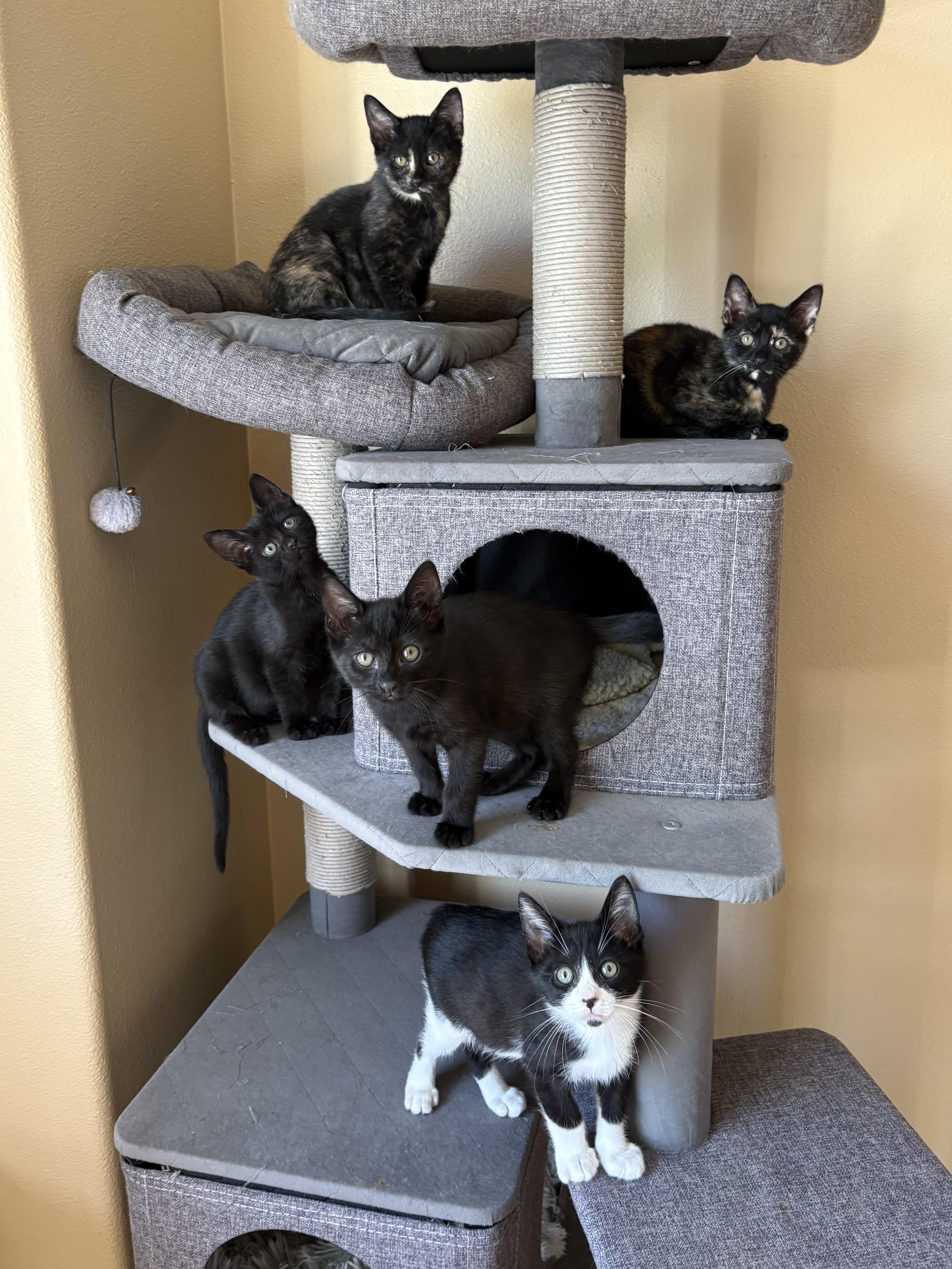 A baby medium-sized female Domestic Short Hair cat named Wednesday Crew Coming Soon for adoption in Stockton, CA