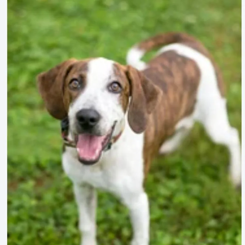 A baby medium-sized female Black Hound dog named Sally for adoption in Fairfax, VA