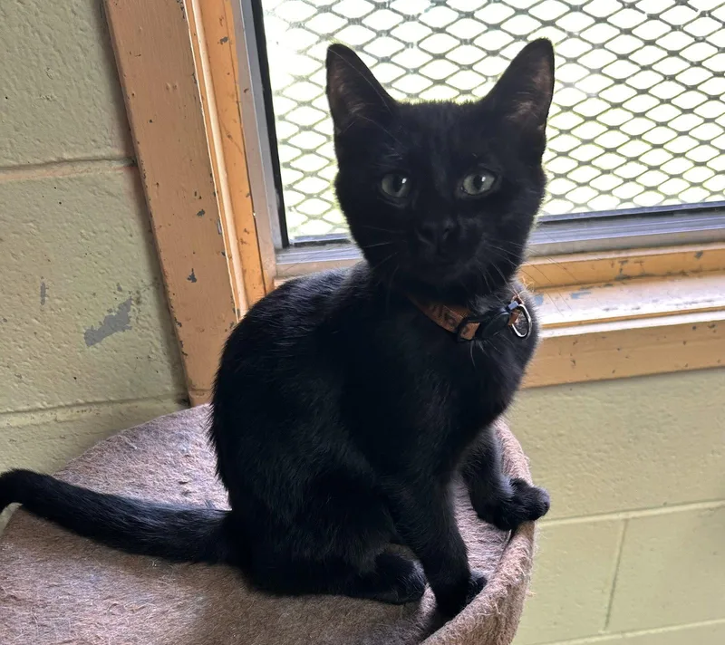 A baby small-sized female Domestic Short Hair cat named Gillian CCHS for adoption in Locust Grove, GA