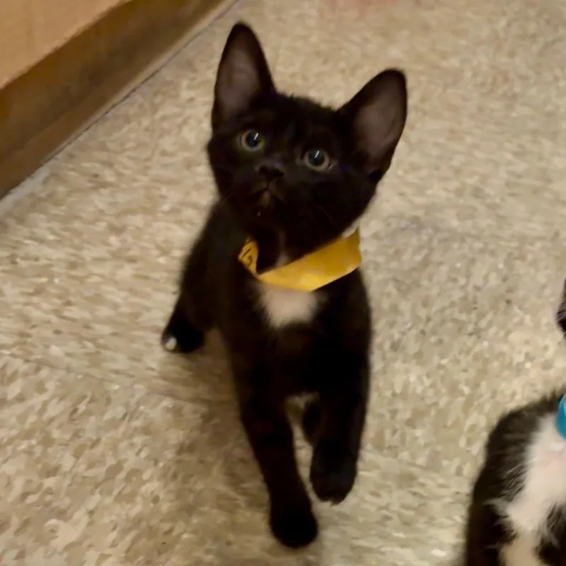 A baby small-sized female Black Domestic Short Hair cat named Daisy for adoption in San Gabriel, CA