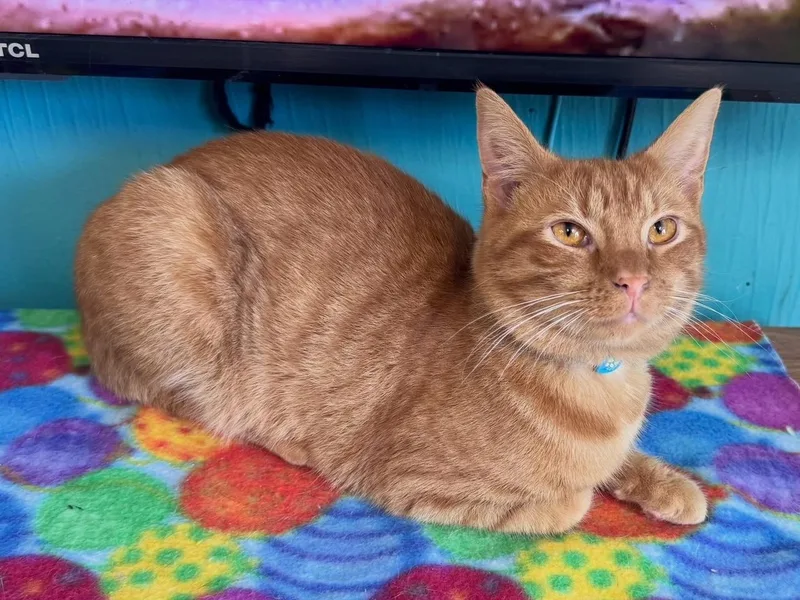 A young medium-sized male Tabby (Orange / Red) Tabby cat named Todd for adoption in Scottsburg, IN