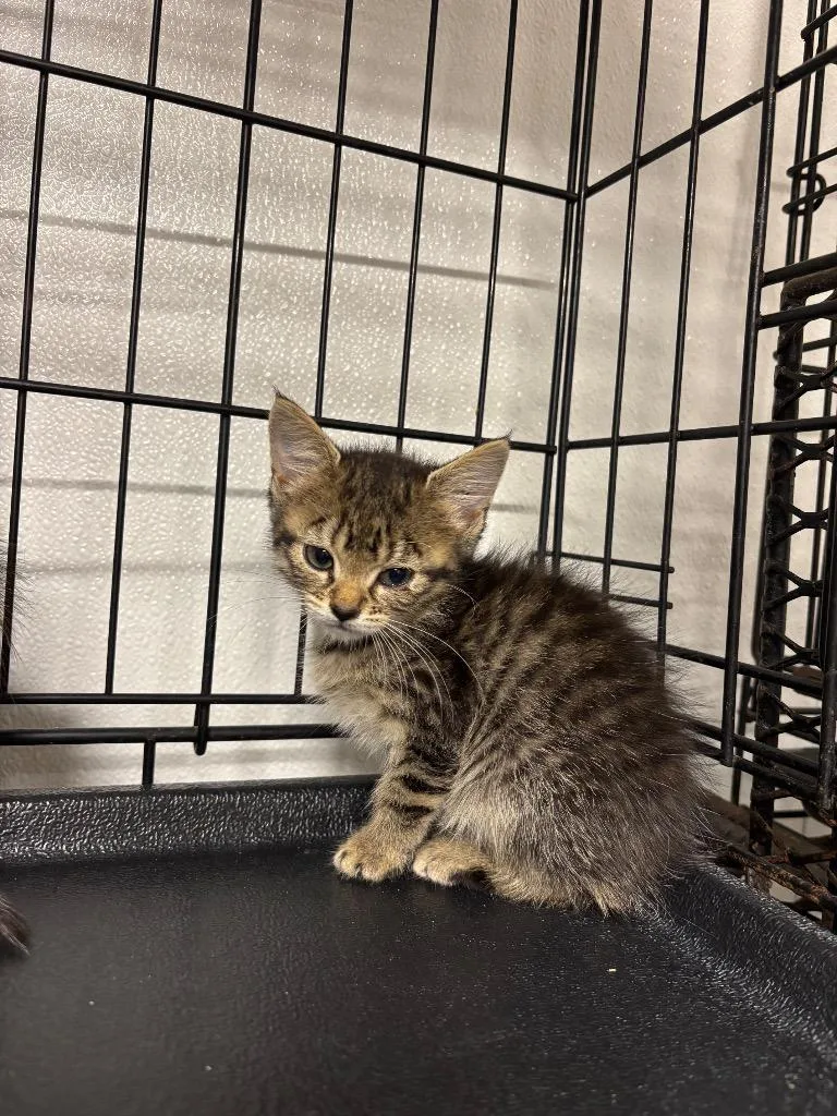 A baby large-sized female Domestic Short Hair cat named Coconut for adoption in Metter, GA