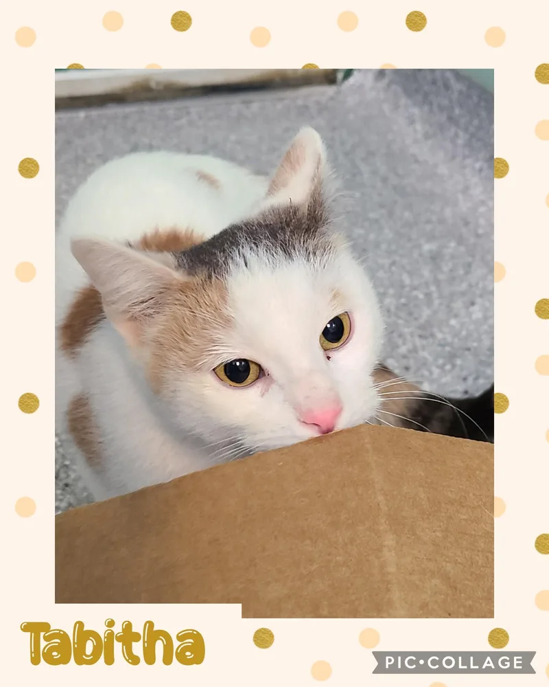 Tabitha