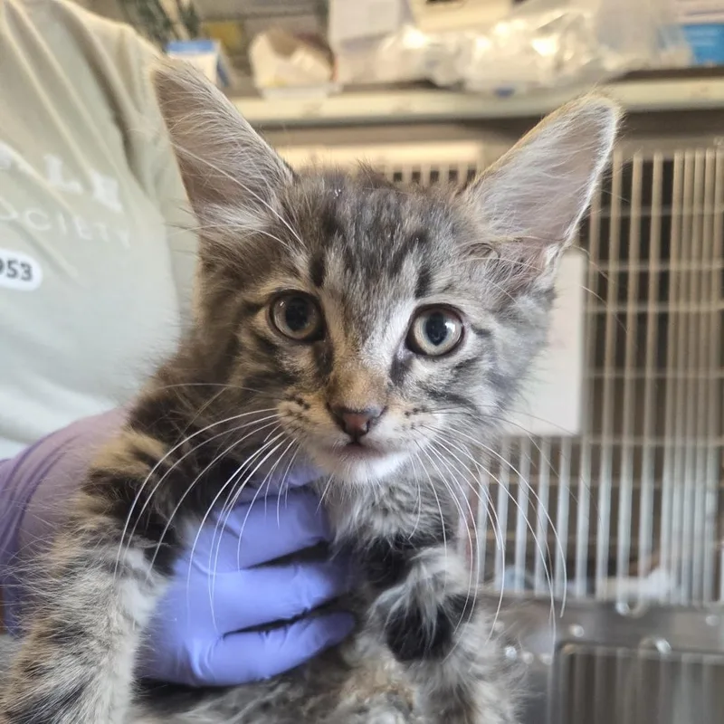 A baby small-sized male Brown / Chocolate Domestic Long Hair cat named Manny for adoption in Hinsdale, IL