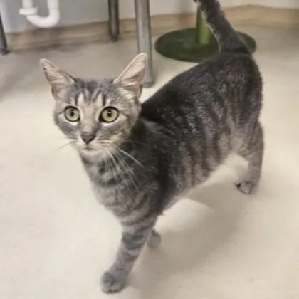 A young medium-sized female Tabby (Gray / Blue / Silver) Domestic Short Hair cat named Valencia for adoption in Phoenixville, PA
