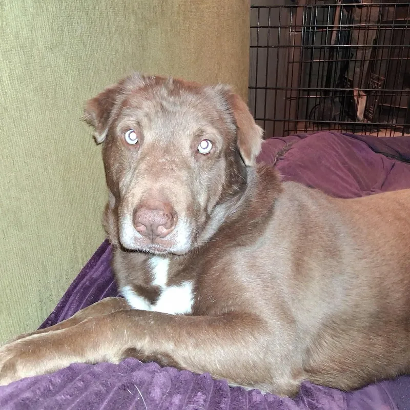 A young large-sized male Brown / Chocolate Chocolate Labrador Retriever dog named Nugget for adoption in North Jackson, OH