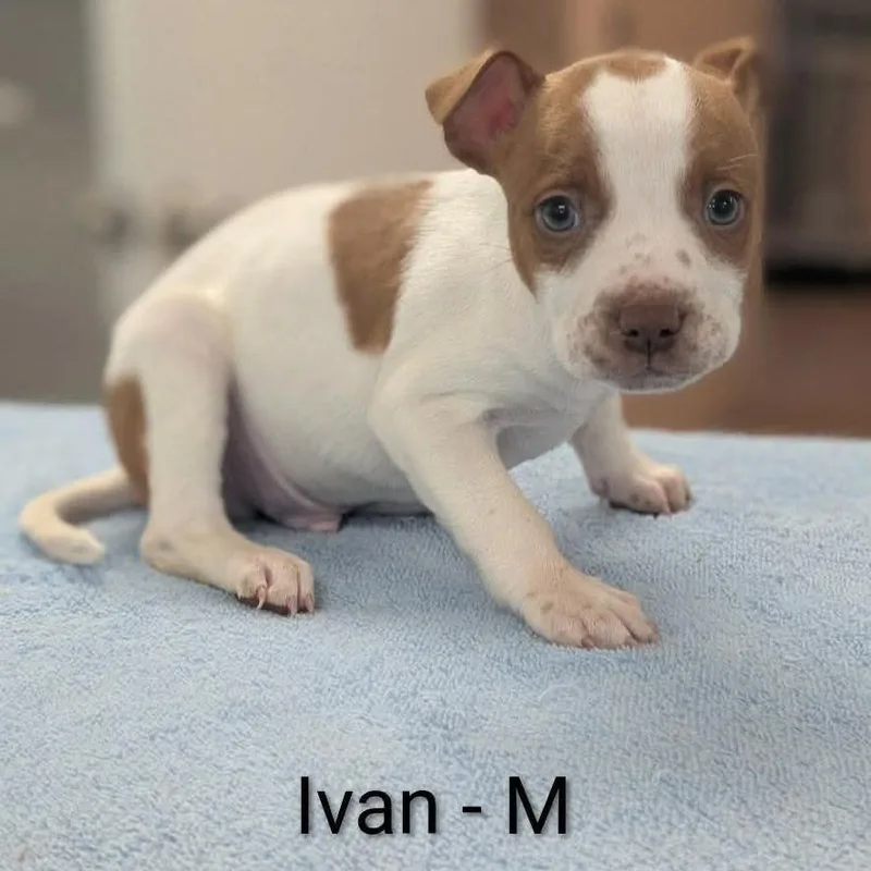 Ivan